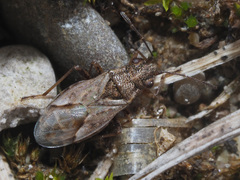 Nysius thymi