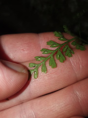 Asplenium cimmeriorum