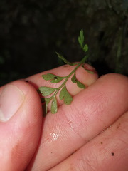Asplenium cimmeriorum
