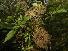 Clematis viorna