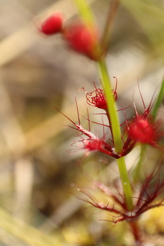 Drosera fimbriata