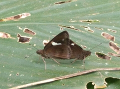 Notocrypta