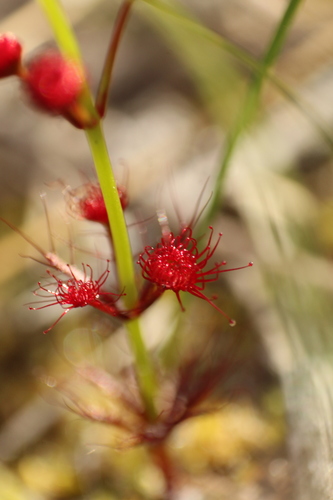 Drosera fimbriata
