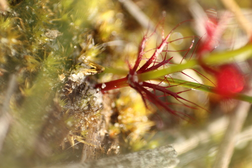 Drosera fimbriata