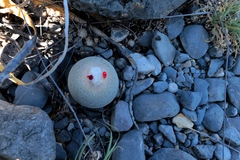 Epithelantha ilariae