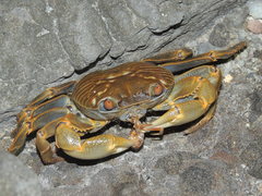 Geograpsus crinipes