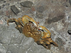 Geograpsus crinipes