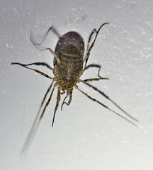 Odiellus lendlii