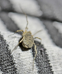 Odiellus lendlii