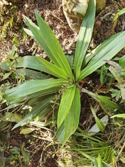 Celmisia semicordata