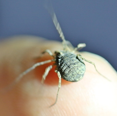 Odiellus lendlii