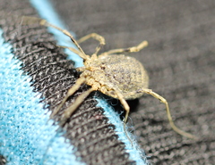 Odiellus lendlii