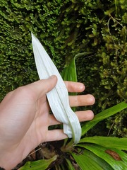 Celmisia semicordata