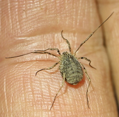 Odiellus lendlii