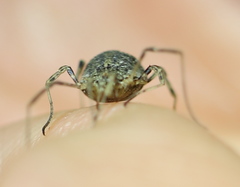 Odiellus lendlii