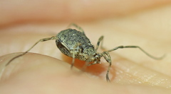 Odiellus lendlii