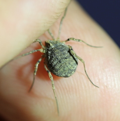 Odiellus lendlii