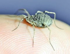 Odiellus lendlii