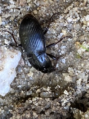 Pterostichus sculptus