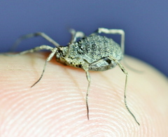 Odiellus lendlii