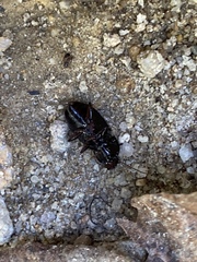 Pterostichus sculptus