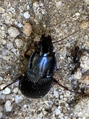 Pterostichus sculptus