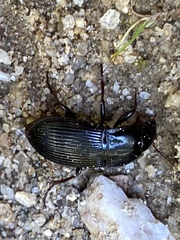 Pterostichus sculptus