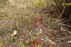 Drosera platypoda
