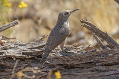 Salpinctes obsoletus