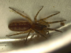 Segestria senoculata