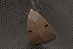 Ophiusa disjungens