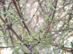 Olearia bullata