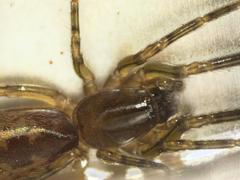 Segestria senoculata