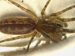 Segestria senoculata