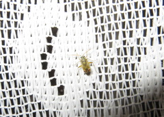 Polymerus vulneratus