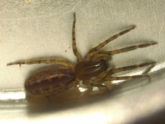 Segestria senoculata