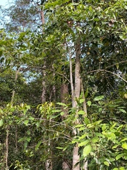 Canarium australasicum
