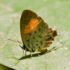 Drupadia theda