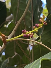 Canarium australasicum