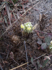 Castilleja ambigua