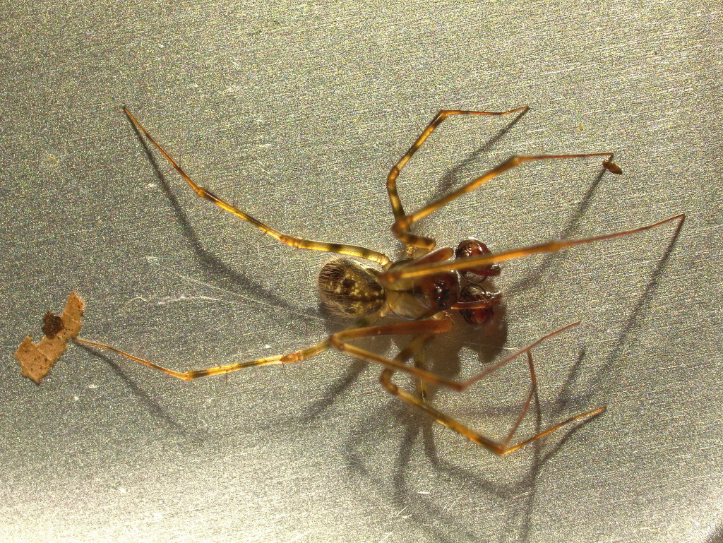 Labulla thoracica