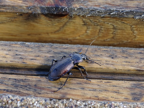 Bronze Ground Beetle, Assen, Nederland, photo 7 of 10