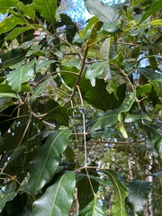 Canarium australasicum