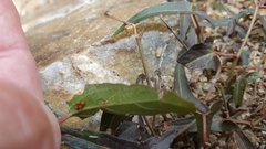 Battus philenor