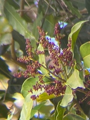 Canarium australasicum