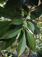 Dysoxylum arborescens