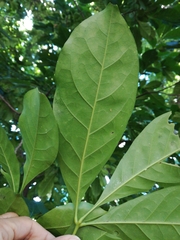 Dysoxylum arborescens