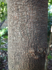 Dysoxylum arborescens