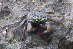 Parasesarma