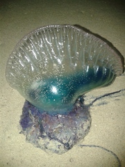 Physalia